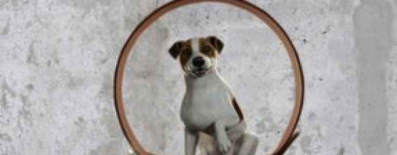 Animal Shelter Free Download